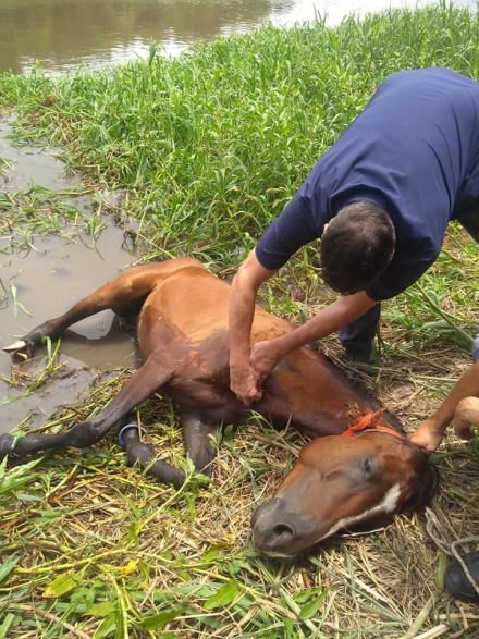 caballo muerto 1.jpg