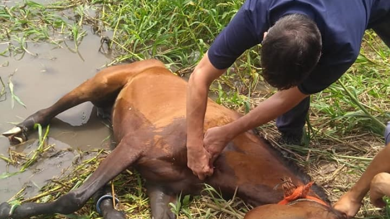Día Nacional del Caballo: "Feliz, será cuando todos sean LIBRES"