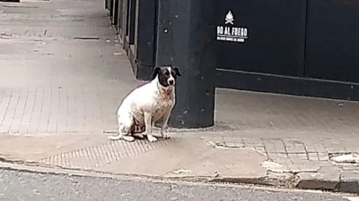 La historia de un perro que convoca a pensar sobre el cuidado responsable