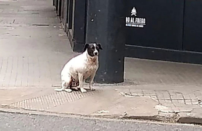 La historia de un perro que convoca a pensar sobre el cuidado responsable