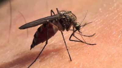 Alerta en Sáenz Peña por un caso sospechoso de Dengue