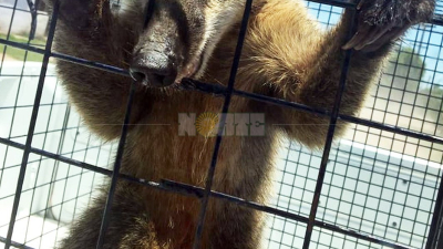 Un coatí soprendió a vecinos de Quitilipi y fue rescatado