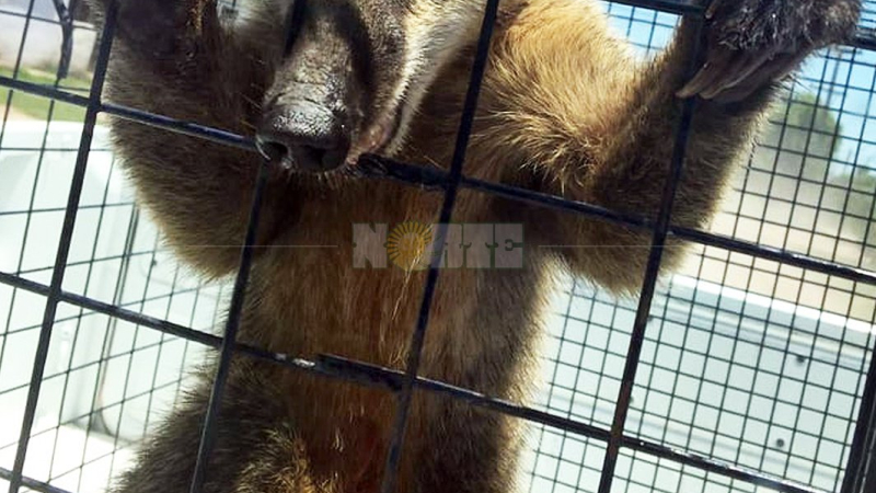 Un coatí soprendió a vecinos de Quitilipi y fue rescatado