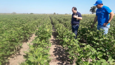 El INTA pone la genética algodonera en su máxima expresión