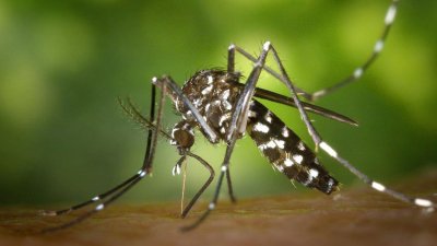 Dengue: un test creado por argentinos diagnostica la enfermedad en diez minutos