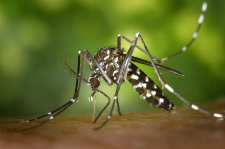 dengue.jpg