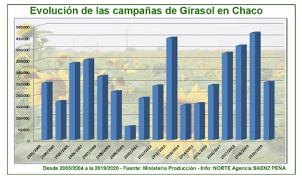 CAMPANAS-DE-GIRASOL-CHACO.jpg