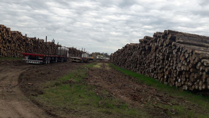 Coronavirus: frenan exportaciones de rollos de madera desde Corrientes a China