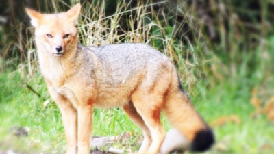 El cese de actividades por el coronavirus liberó espacios que la fauna silvestre intenta recuperar