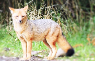 El cese de actividades por el coronavirus liberó espacios que la fauna silvestre intenta recuperar