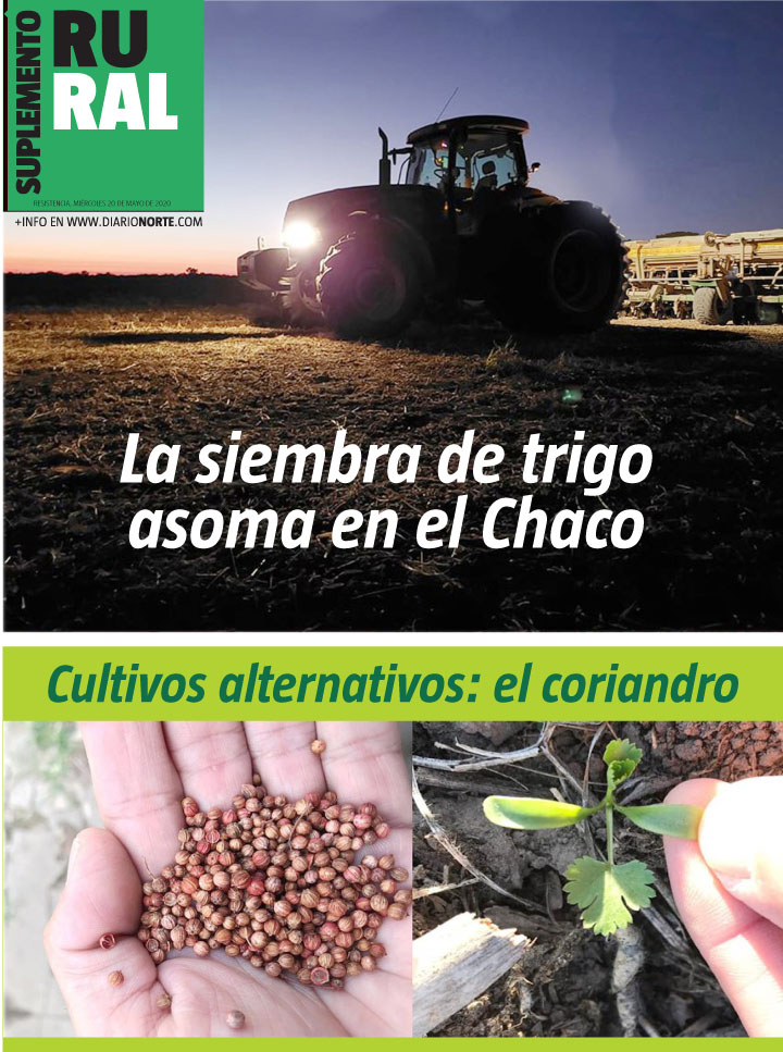 La siembra de trigo asoma en el Chaco