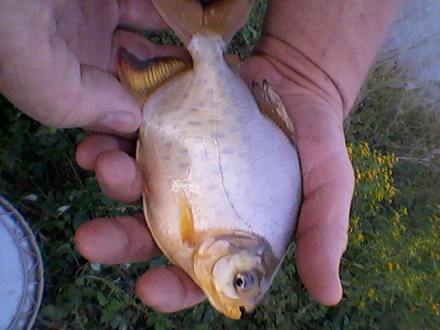 pacu-kek2.jpg