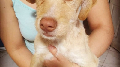 ? Tobby necesita ayuda