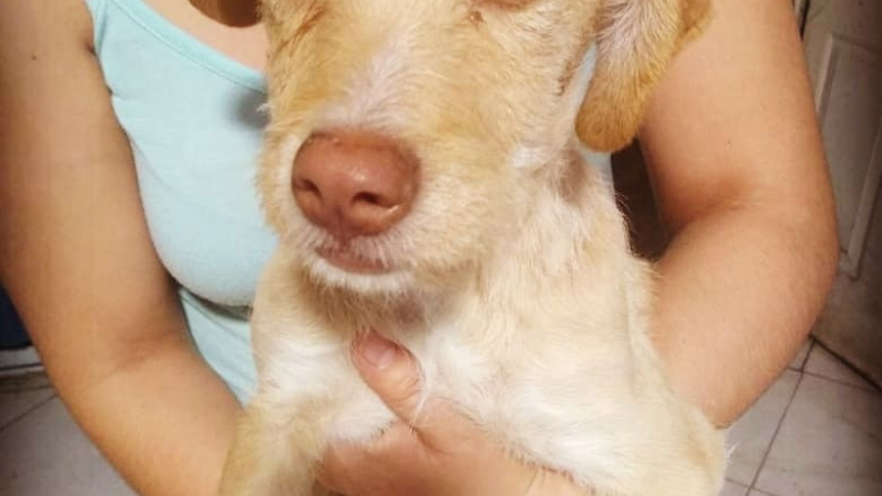 ? Tobby necesita ayuda