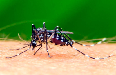 El dengue