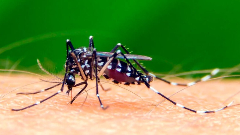 El dengue