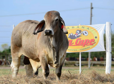 en-cabaña-caa-cupe.jpg