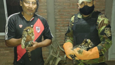 Salta: rescataron a dos crías de la especie gato onza