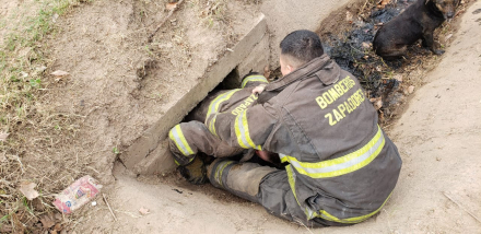 RESCATE DE UN PERRO QUE CAYÓ EN UNA ALCANTARILLA (1).jpeg