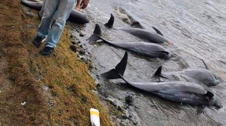 delfines2.jpg