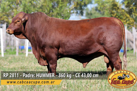 hijo de Hummer.jpg