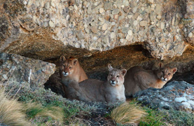 La exitosa experiencia de avistamiento de pumas en la Patagonia chilena se replicará en Argentina