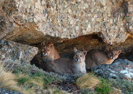 pumas.jpg