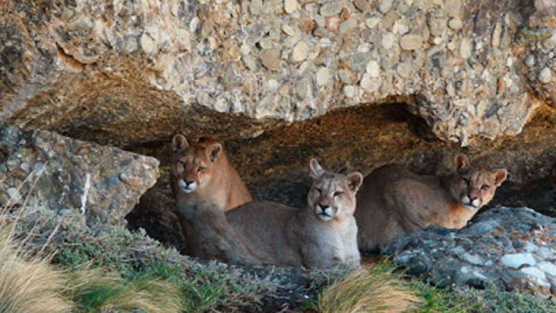 La exitosa experiencia de avistamiento de pumas en la Patagonia chilena se replicará en Argentina