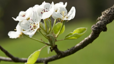 Llega la primavera: ¿cómo cuidar nuestro jardín de las plagas?