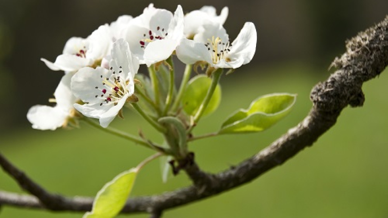 Llega la primavera: ¿cómo cuidar nuestro jardín de las plagas?