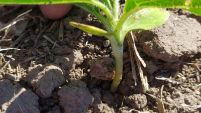 Sin trigo ni girasol corre riesgo la posibilidad de diversificar