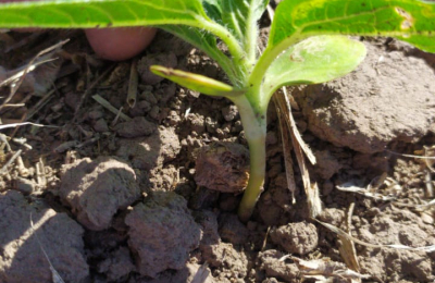 Sin trigo ni girasol corre riesgo la posibilidad de diversificar
