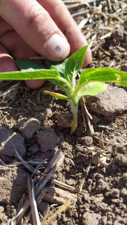 Girasol en campo largo.jpg