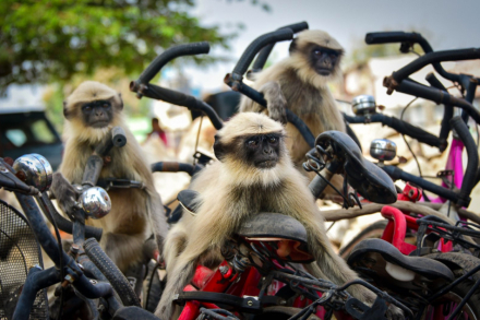 mons Hampi en India.jpg