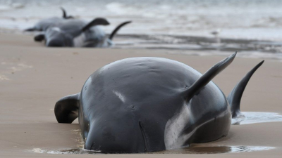 Mueren al menos 380 ballenas varadas en Australia