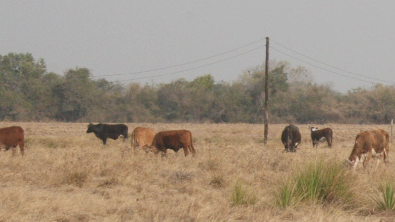 Sequía: piden la declaración de desastre agropecuario
