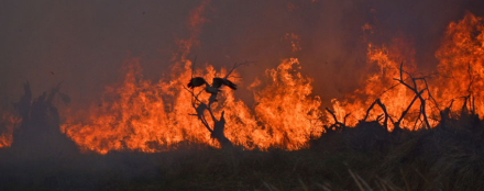 incendi.jpg