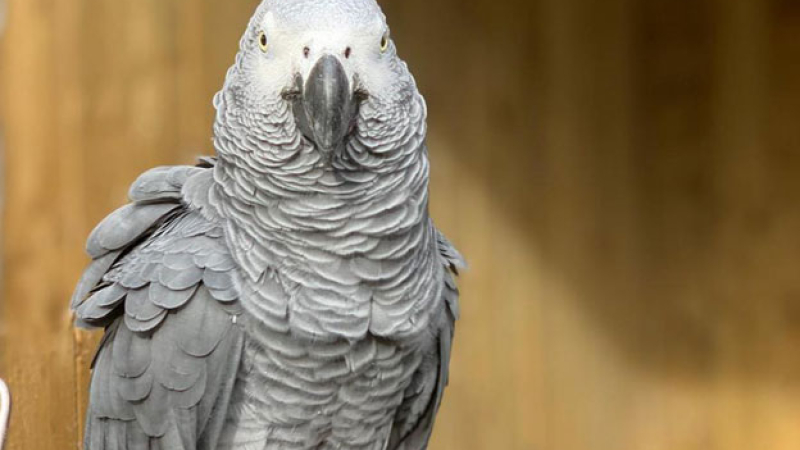 Retiran cinco loros de un zoo por insultar a los visitantes