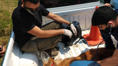 Rescataron a un aguará guazú que apareció frente al shopping de avenida Sarmiento