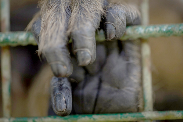 Triste hallazgo en centros de fauna silvestre en Entre Ríos