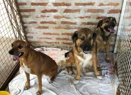 perros3.jpg