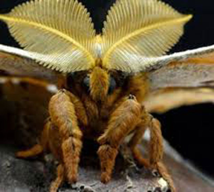 tarantula2.jpg