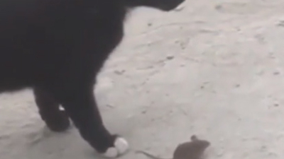 Virales: Como Tom y Jerry, pero de carne y hueso