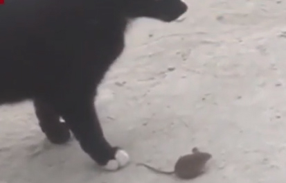 gato.jpg