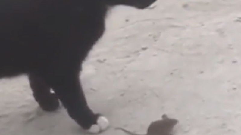 Virales: Como Tom y Jerry, pero de carne y hueso