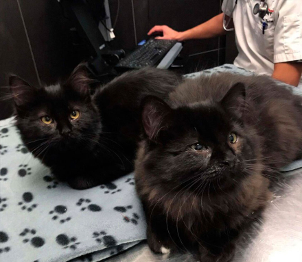 gatos3.jpg