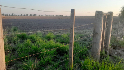El sudoeste pone expectativa en la soja y el algodón