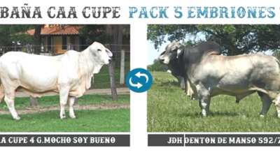 Hoy se realiza el remate seleccionado de Brahman
