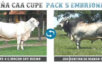 Hoy se realiza el remate seleccionado de Brahman