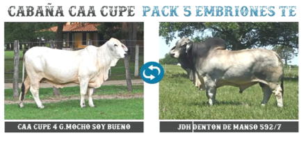 Mocho-soy-Bueno-caa.jpg
